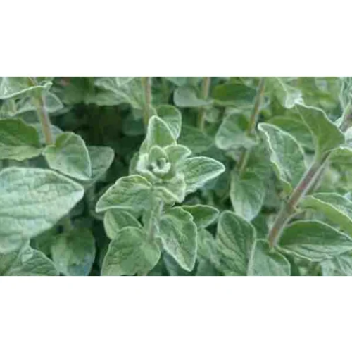 زعتر مفروط نظيف 200غم