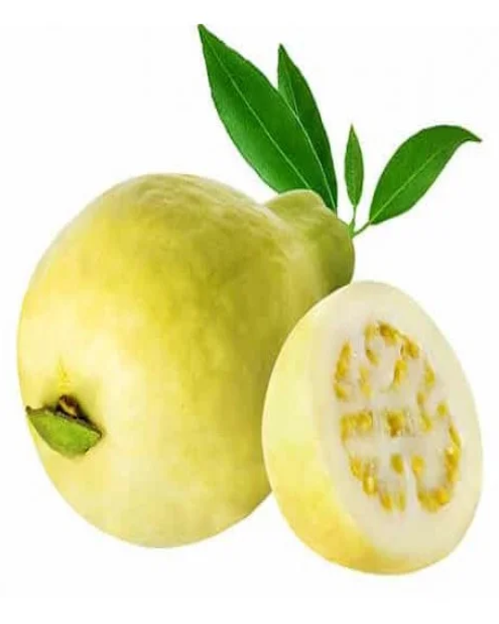 جوافة - علبة
