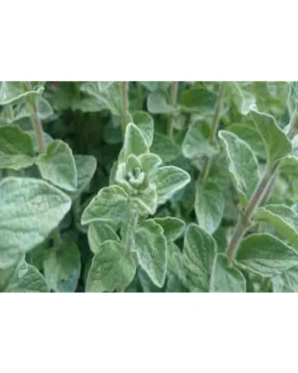 زعتر مفروط نظيف 200غم
